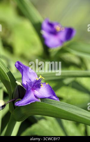 Fiore a tre maestri (Tradescantia andersoniana) Foto Stock
