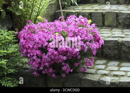 Fiore di fiamma (spec. Phlox) Foto Stock