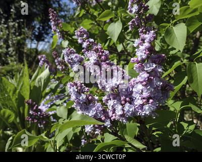 Fiori viola del lilla comune (Syylan vulgaris) Foto Stock