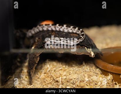 Un timido rettile, la testa di un bambino serpente di mais sbuca fuori dal suo terrario. Bella Morphing. Foto Stock