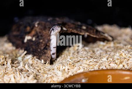 Primo piano di un Baby Grey e White Snake nel suo contenitore Foto Stock