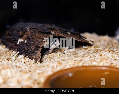 Giovane serpente aneritristico di mais nascosto sotto un pezzo di corteccia Foto Stock