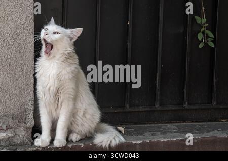 Soffice gatto domestico a pelo lungo seduto su una finestra di cemento contro una porta di metallo scuro Foto Stock