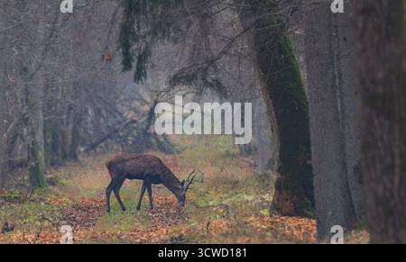 Cervo rosso (Cervus elaphus) maschio in autunno a piedi attraversando uno stretto sentiero nella foresta, foresta di Bialowieza, Polonia, Europa Foto Stock