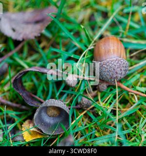 Due ghiande, una intera e una spaccata aperta, riposano tra erba verde e foglie cadute, con una bassa profondità di campo. Foto Stock