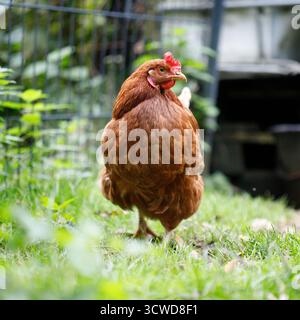 Una gallina marrone si trova nell'erba verde, il suo pettine rosso è prominente. Lo sfondo mostra una recinzione e una struttura scura. Foto Stock