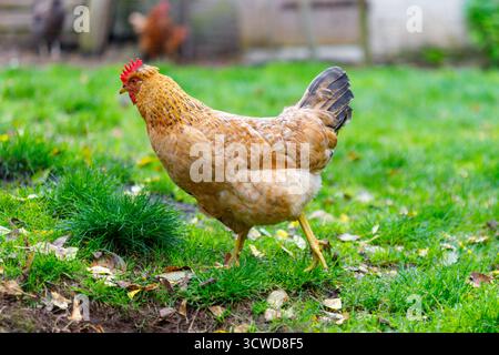 Un pollo marrone chiaro con un pettine rosso si staglia nell'erba verde punteggiata di foglie cadute. Altri polli sfocati sono visibili sullo sfondo. Foto Stock