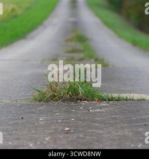 Un percorso di cemento incrinato, con erba che cresce attraverso gli spazi vuoti, si allontana tra i bordi erbosi verdi. Foto Stock