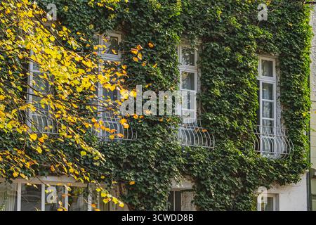 L'impianto di edera verde copre il muro dell'edificio Foto Stock