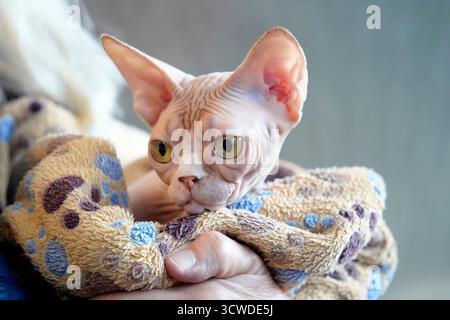 Sfinge carino gatto primo piano con dettagli ritratti Foto Stock