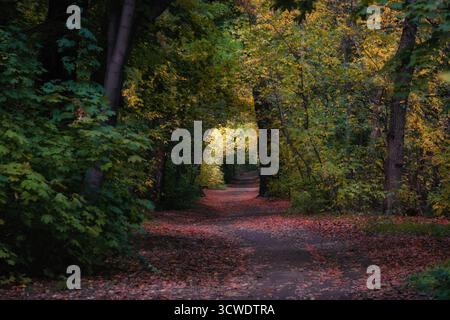 Un sentiero si snoda attraverso una foresta dove gli alberi su entrambi i lati formano un tunnel naturale o un arco. Il fogliame sugli alberi è in tinte autunnali, dal ricco gr Foto Stock