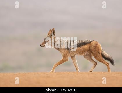 Sciacallo nero (Lupulella mesomelas) Foto Stock