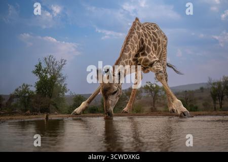 La giraffa meridionale (Giraffa giraffa), nota anche come giraffa a due corna, è una specie di giraffa originaria dell'Africa meridionale. Foto Stock