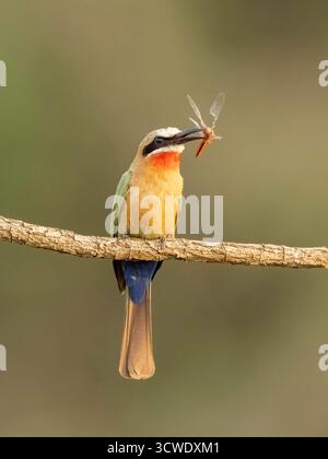 Il merops bullockoides (Merops bullockoides) è una specie di mangiapapi ampiamente diffusa nell'Africa sub-equatoriale. Foto Stock