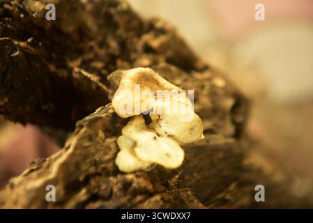 Grebe Mushroom vecchio tronco morto Foto Stock