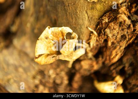 Grebe Mushroom vecchio tronco morto Foto Stock