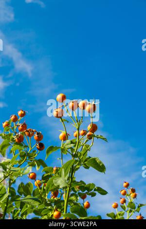Ammassi di rosa arancione matura fianchi contro un cielo azzurro, illuminati dalla calda luce del sole. L'immagine cattura la freschezza dell'inizio dell'autunno e del vit Foto Stock