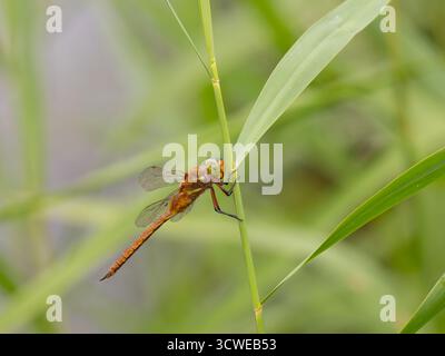 Una dragonfly del falco Norfollk, isocele di Aeshna, o isoscele, in volo. Foto Stock