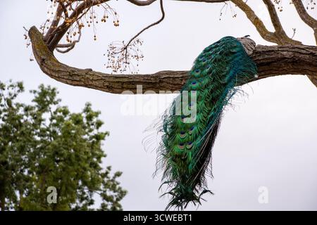Un pavone seduto su un albero visto da dietro, nel sud della Spagna. Foto Stock