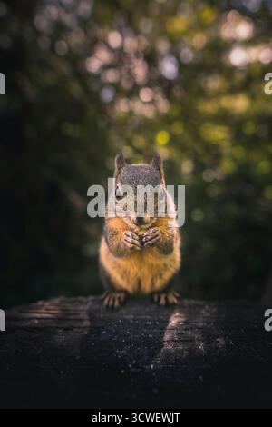 Un piccolo scoiattolo si erge su un tronco, che tiene il cibo con le zampe, circondato da alberi verdi e dalla luce soffusa del sole che filtra attraverso. Foto Stock