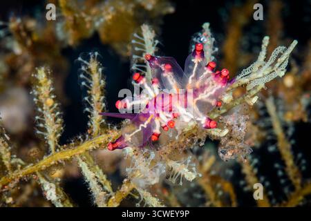 Lumaca o nudibranco, Eubranchus sp., uova deposte, Tulamben, Bali, Indonesia, Pacifico Foto Stock