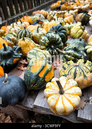 Raccolta autunnale: Una varietà di zucche ornamentali e zucche Foto Stock