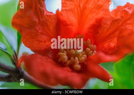 Vivace fiore di melograno rosso in piena fioritura. Immagine dettagliata della fioritura di melograno con una profondità di campo ridotta. Primo piano, macro Foto Stock