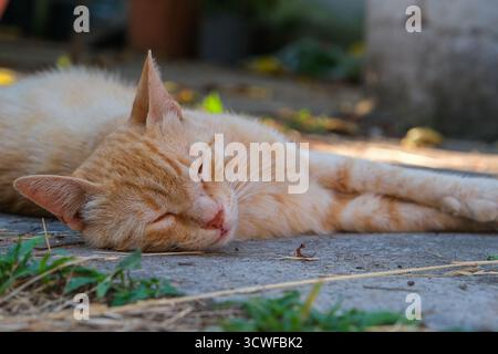 Il gatto dello zenzero dorme tranquillamente nel cortile. Il gatto gatto dello zenzero arancione gattino si arriccia con gli occhi chiusi Foto Stock