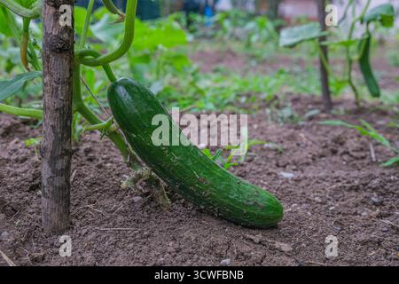 Cetriolo fresco appeso a una vite in un orto. Primo piano di una singola pianta matura di cetriolo verde che cresce su una vite in superficie Foto Stock