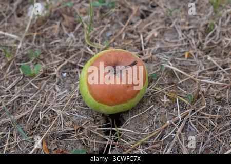 Mele marcio e troppo mature sparse per terra in un frutteto. Alcune mele rimangono fresche, mentre altre mostrano segni di decadimento. Decomposizione dei frutti caduti Foto Stock