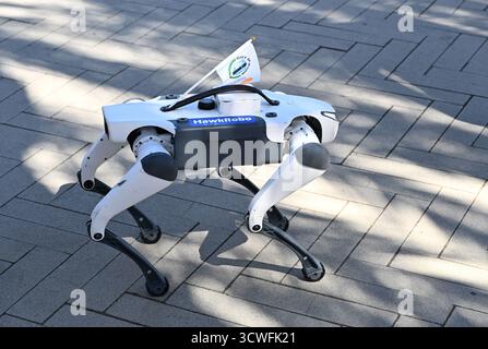 IRVINE, CALIFORNIA - 11 ottobre 2025: Un cane HawkRobo in mostra all'Irvine Global Village Festival, un evento annuale per celebrare le diverse comu della città Foto Stock