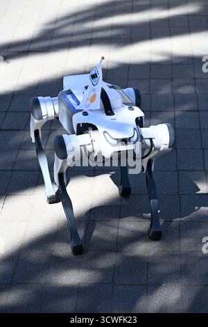 IRVINE, CALIFORNIA - 11 ottobre 2025: Un cane HawkRobo in mostra all'Irvine Global Village Festival, un evento annuale per celebrare le diverse comu della città Foto Stock