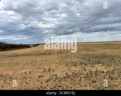 Vasto campo di grano dorato durante la raccolta, che rivela la serena bellezza dei terreni agricoli rurali in autunno. Foto Stock