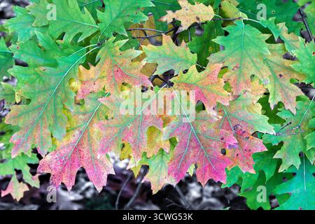 Le foglie autunnali mostrano i loro colori vivaci e suggestivi all'interno dello splendore della natura Foto Stock