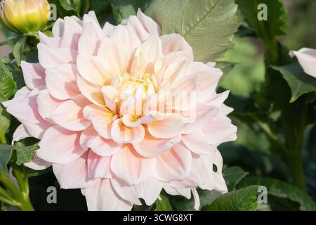 Primo piano di un grande Cafe au lait dahlia rosa pallido fiore in piena fioritura, con petali morbidi e fogliame verde sullo sfondo Foto Stock