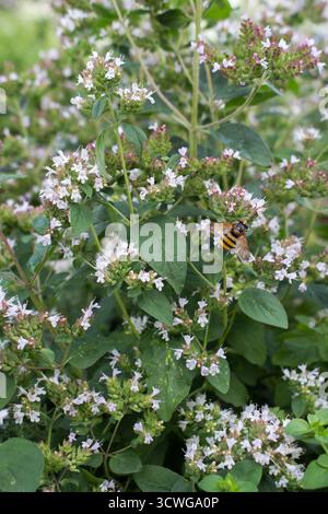 Nel giardino cresce l'origano profumato. Un insetto a strisce siede su una pianta. Giorno d'estate. Foto Stock