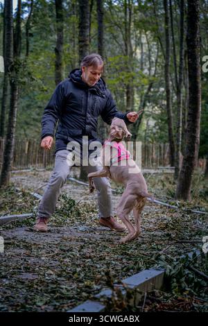 Uomo che gioca e si allena con il cane Weimaraner nella foresta, che salta il cane per il bastone, che il proprietario di animali si lega al cane, concetto di attività all'aperto Foto Stock