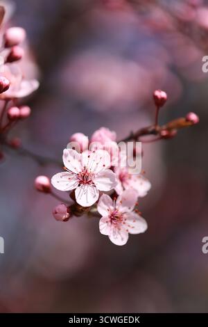 Primo piano dei fiori di ciliegio in piena fioritura in un giorno di primavera Foto Stock