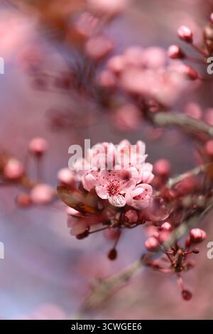 Ramo in fiore di ciliegio con fiori rosa in piena fioritura in una giornata primaverile Foto Stock