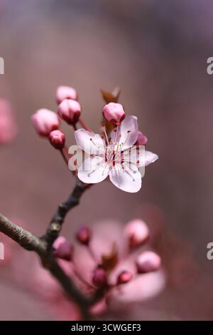 Close-up of cherry blossom flowers in full bloom on a spring day Foto Stock