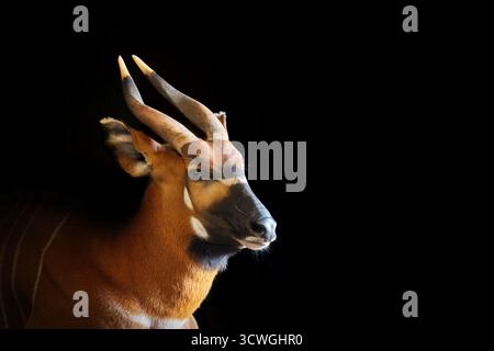 Bongo di montagna, Tragelaphus eurycerus isaaci, isolato su sfondo nero. Una grande antilope, per lo più notturna, che si trova nelle montagne del Kenya centrale Foto Stock