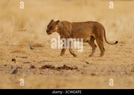 Leone - Panthera leo re degli animali, la più grande passeggiata per gatto africano nella savana e nel deserto, cacciatore di caccia in sfondo giallo di savana, primo piano di po Foto Stock