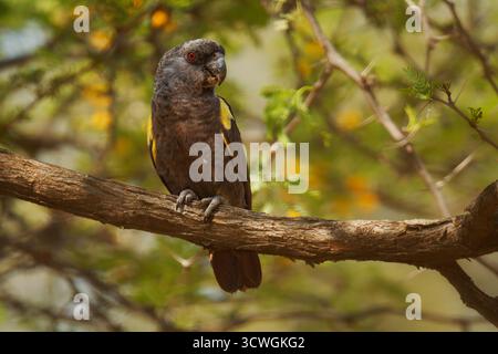 Pappagallo di Ruppell Poicephalus rueppellii o pappagallo di Rueppell, uccello grigio con piume gialle endemico dell'Africa sudoccidentale nella savana dove ci sono Foto Stock