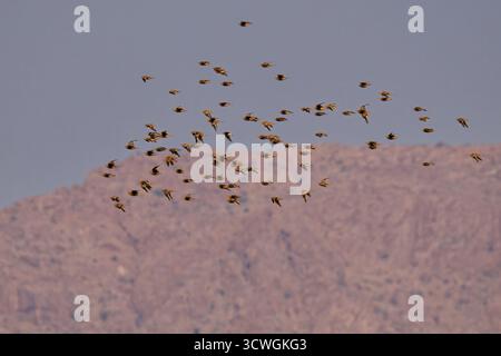 Namaqua sandgrouse Pterocles namaqua uccelli che vivono a terra si trovano nelle regioni aride dell'Africa sud-occidentale, camminano nel deserto, bevono in buche d'acqua, maschi A. Foto Stock