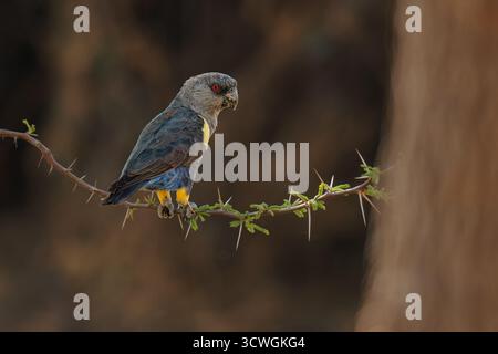 Pappagallo di Ruppell Poicephalus rueppellii o pappagallo di Rueppell, uccello grigio con piume gialle endemico dell'Africa sudoccidentale nella savana dove ci sono Foto Stock