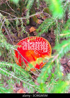 Fai volare il fungo agarico visto attraverso i rami di abete rosso Foto Stock