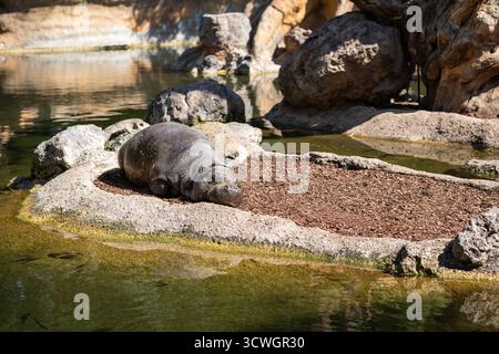 Valencia, Spagna - 18 aprile 2024: Pygmy Hippopotamus (Choeropsis liberiensis) nel Bioparc Valencia. Il piccolo mammifero africano riposa vicino all'acqua. Foto Stock