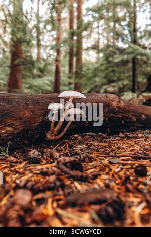 Funghi nei boschi Foto Stock