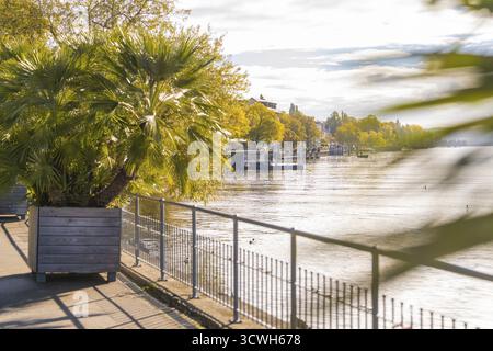 Paesaggio fluviale autunnale con palme e acque calme. Fogliame giallastro riflesso alla luce del sole, Ueberlingen, lago di Costanza, Germania Foto Stock