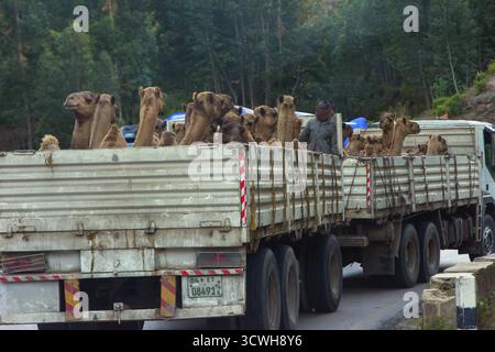 Mekele, Etiopia - 2018 novembre: Camion pieno di cammelli da trasportare sulla strada nella campagna etiope Foto Stock